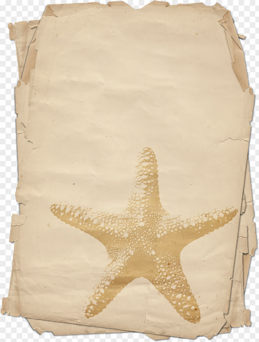 Sea Starfish Marine Invertebrates Echinoderm Beige PNG