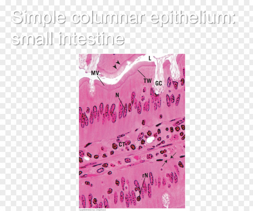 Small Intestine Simple Squamous Epithelium Histology Study Skills Test Flashcard PNG