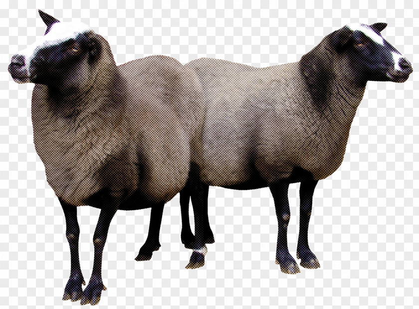 Animal Figure Wildlife Sheep Livestock Cow-goat Family PNG