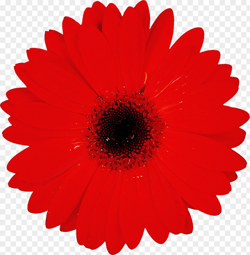 Artificial Flower Daisy Family PNG