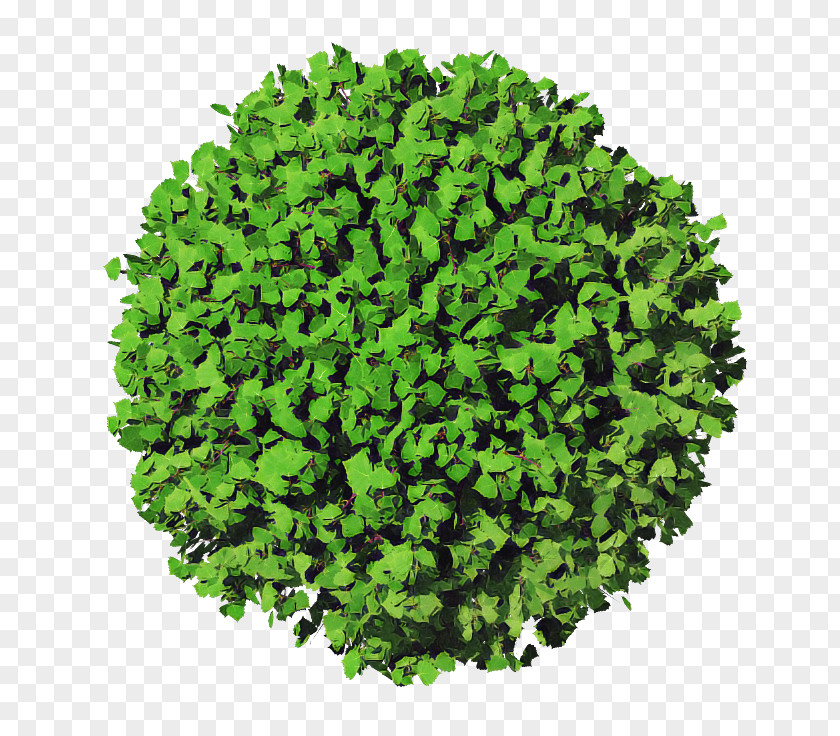 Green Grass Leaf Plant Vegetable PNG