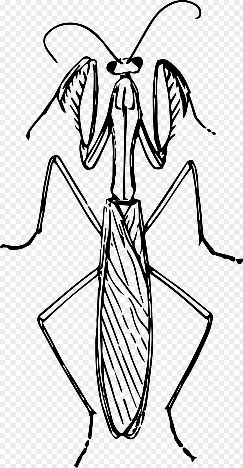 Pray Mantis Insect Praying Hands Drawing Clip Art PNG