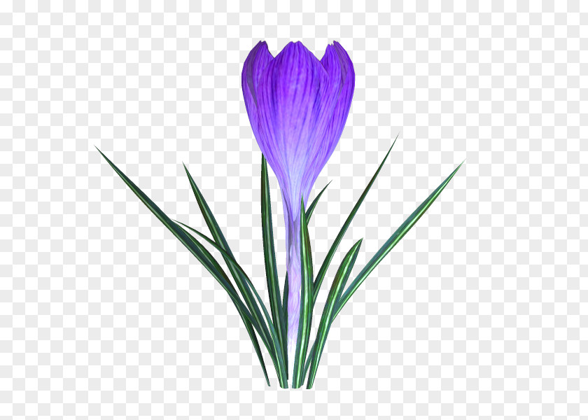 Crocus Plant Stem Cut Flowers PNG