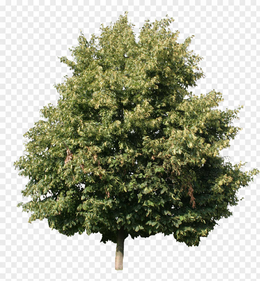 Cut Tree Woody Plant Shrub Maple PNG