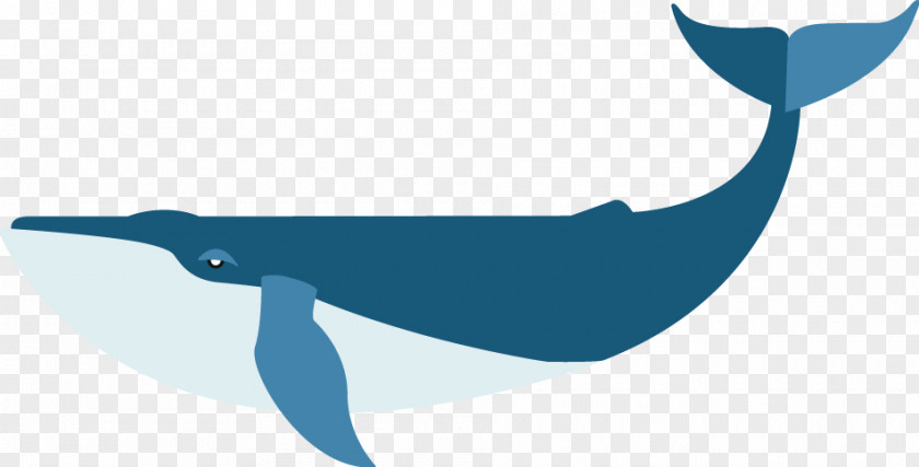 Dolphin Porpoise Beak Bird Clip Art PNG