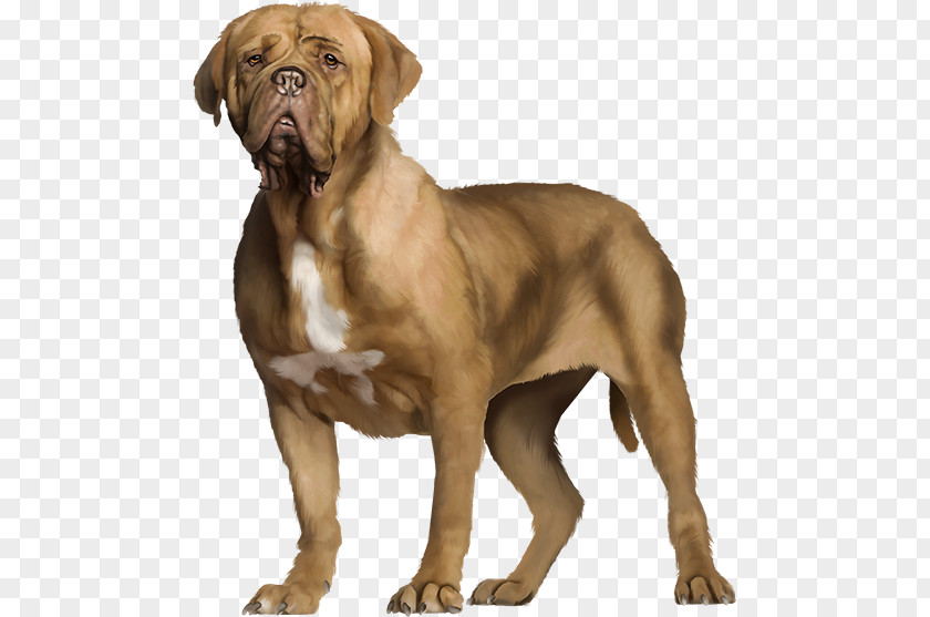 Golden Retriever Dogue De Bordeaux Beagle Dog Breed PNG