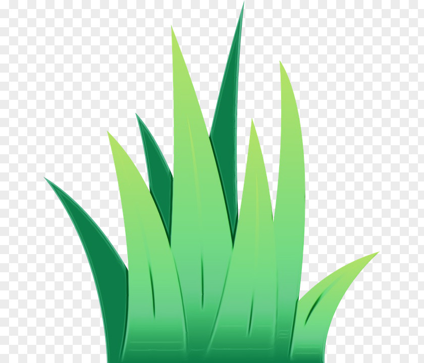 Perennial Plant Aloe Green Leaf Watercolor PNG