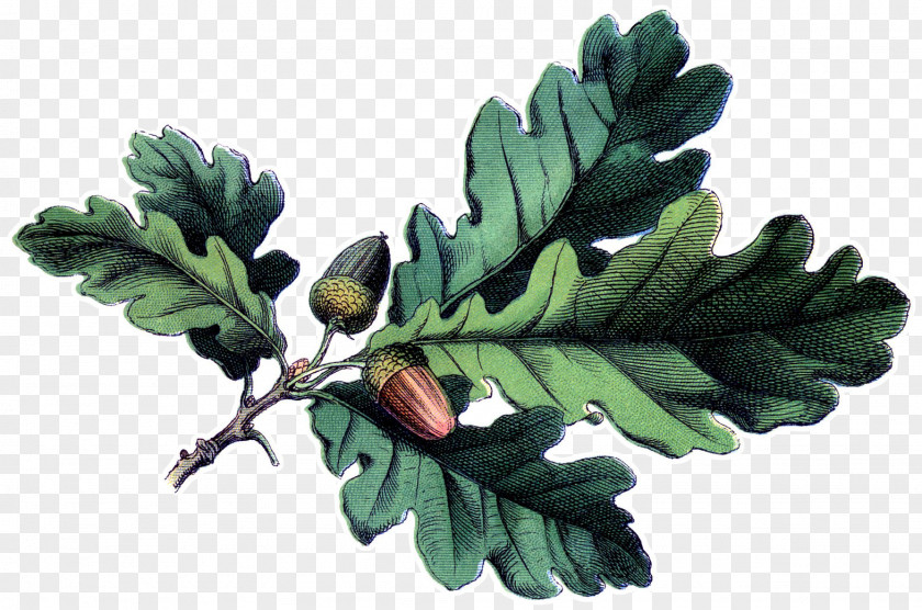 Sorbus Twig Oak Tree Drawing PNG