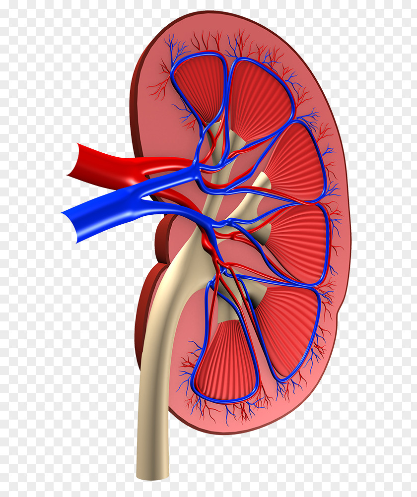 Charitha Sri Hospital Urology Zydus Medicine PNG