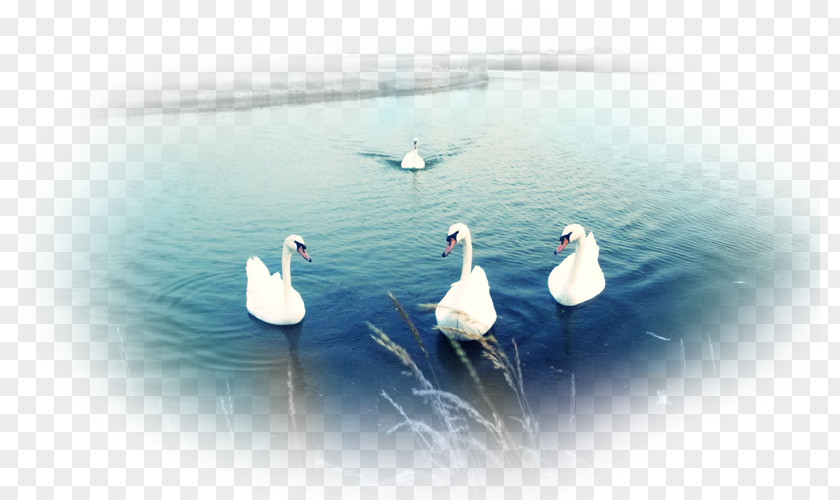 Duck Desktop Wallpaper Mute Swan Bird Cygnini PNG