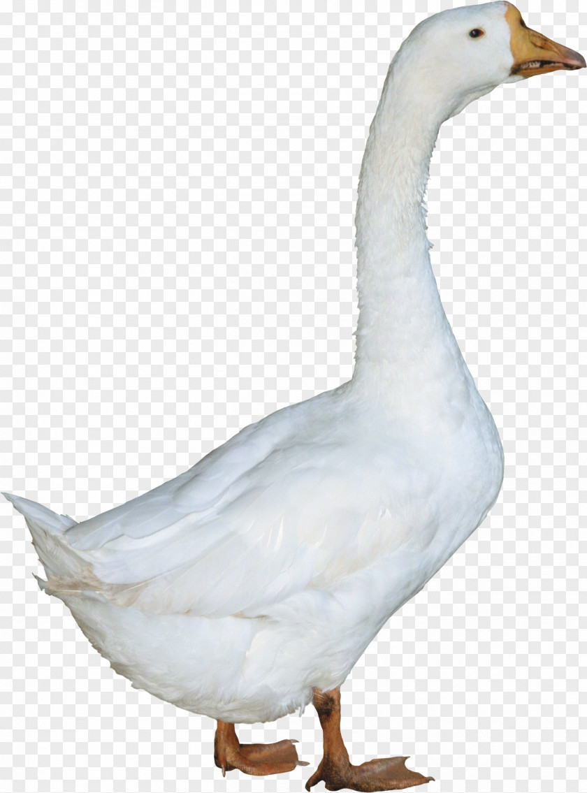 Duck Image American Pekin Goose PNG