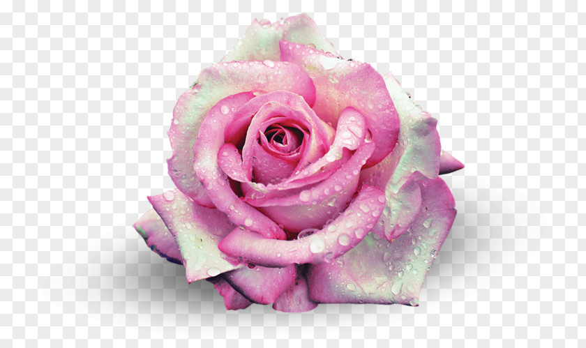 Flower Garden Roses Centifolia Beach Rose Pink PNG
