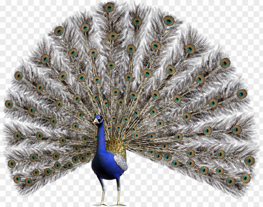 Open Peacock Peafowl Stock Photography Clip Art PNG