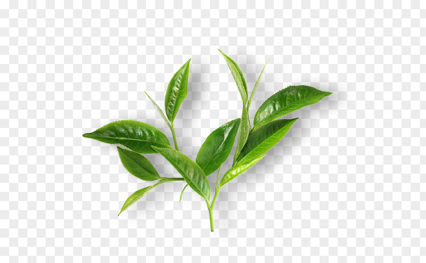 Tea Green Matcha Leaf Breakfast PNG