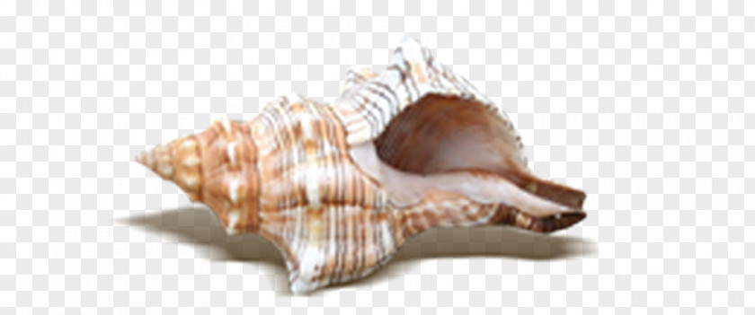Exquisite Shell Beach Seashell PNG