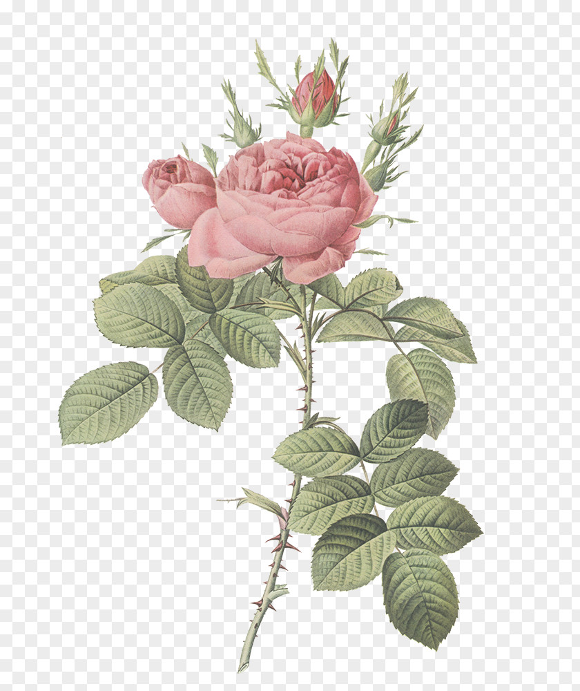 Flower Garden Roses Damask Rose Les Botany PNG