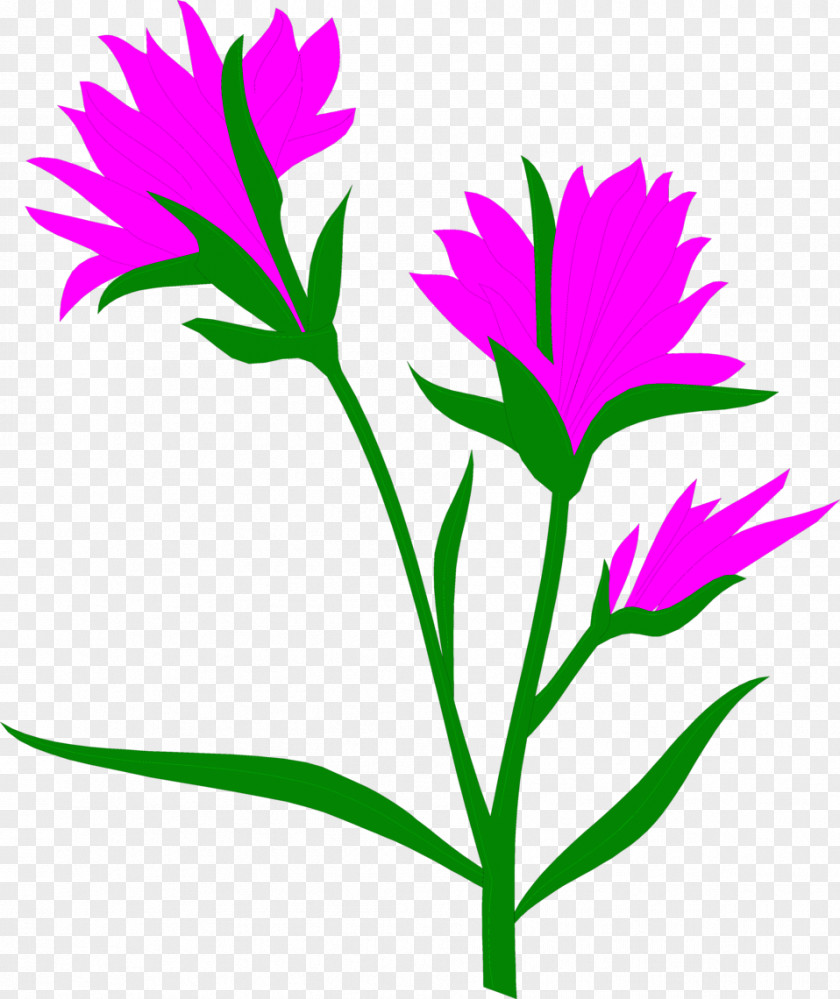 Indian Paintbrush Cliparts Self-pollination Pollen Flower Plant PNG