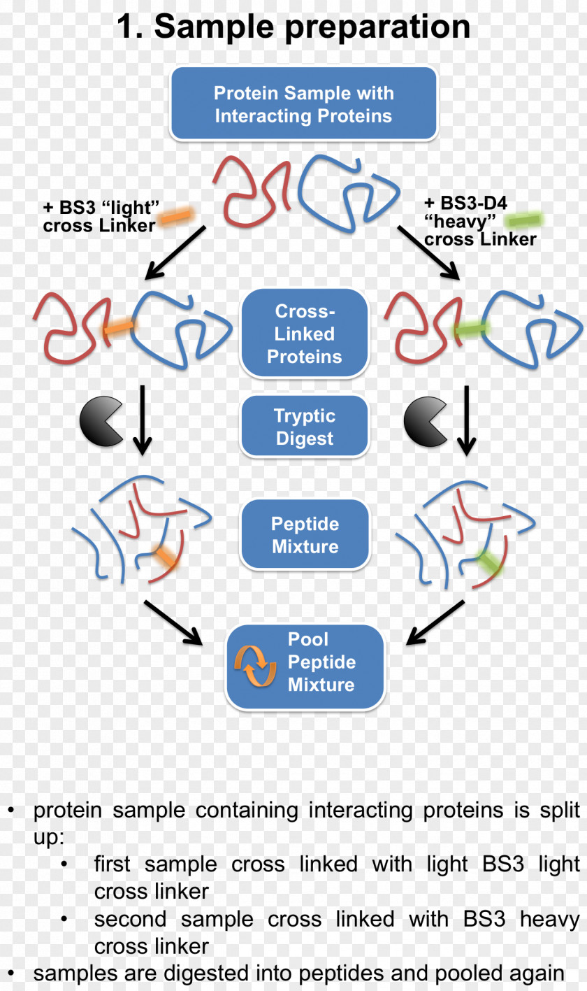 Cross-link Mass Spectrometry Interactome Protein Immunoprecipitation PNG