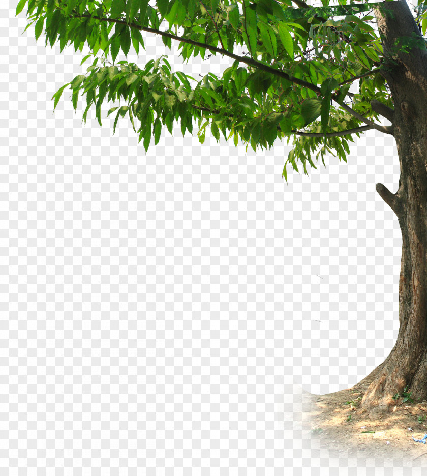 Hd Trees PNG trees clipart PNG