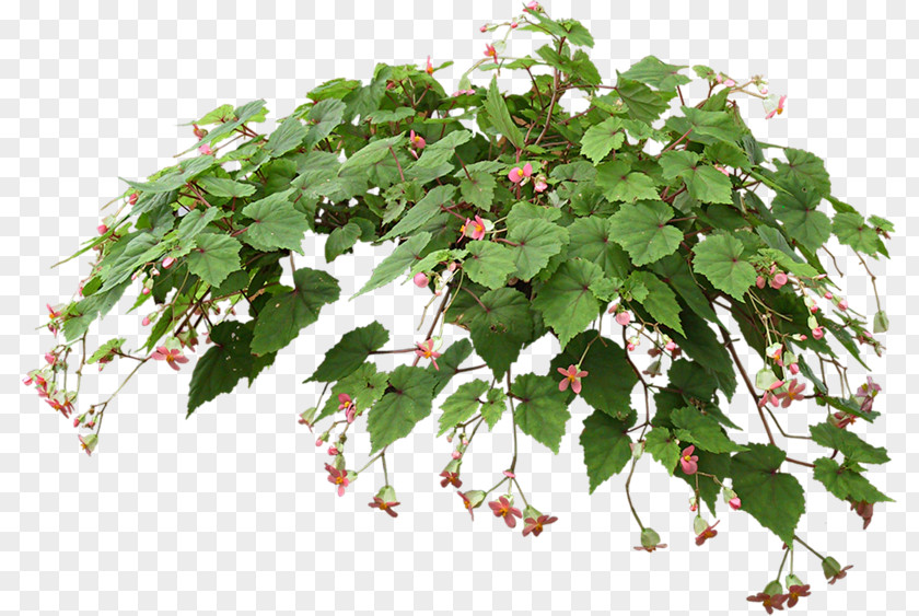 Plant Hanging Basket Houseplant Flowerpot PNG