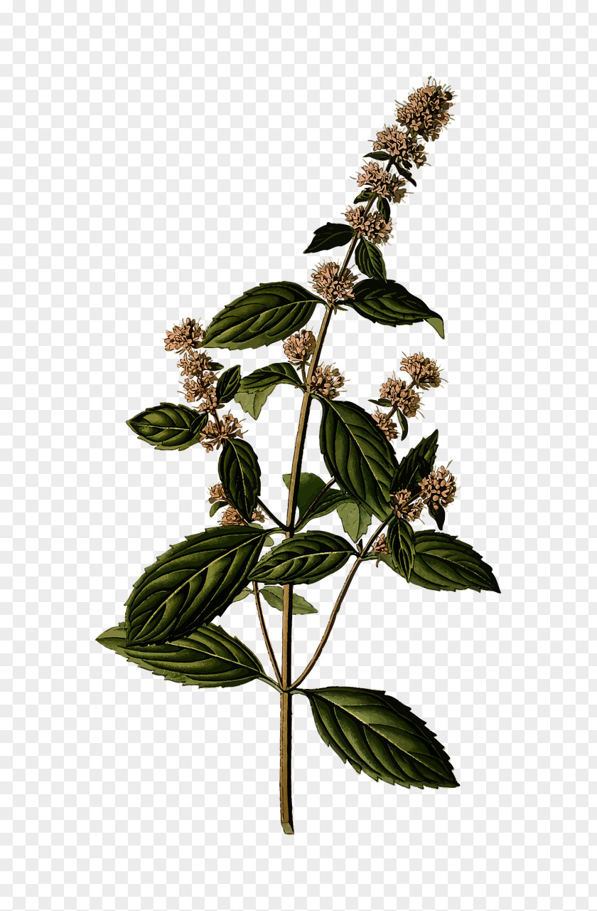 Plant Peppermint Mentha Spicata Herb Mints Water Mint PNG