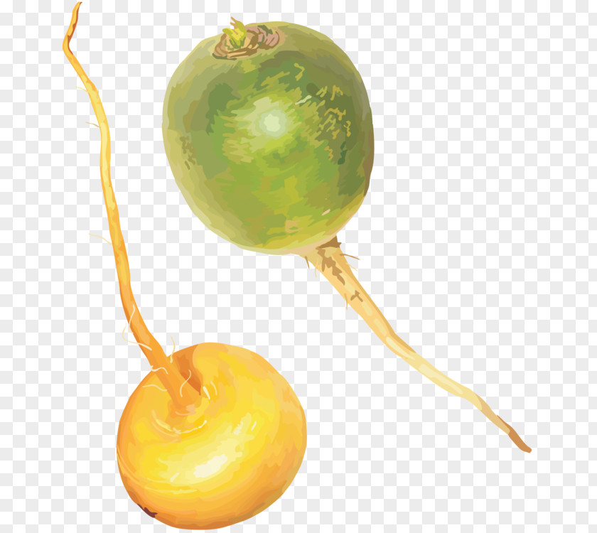 Radish Vegetable Fruit PNG