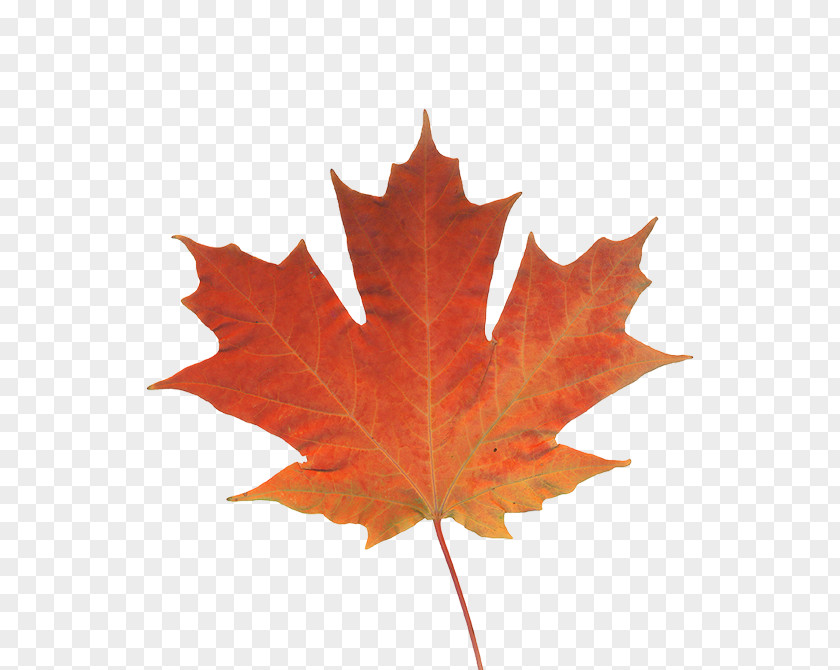 Real Leaf Maple Autumn Color Canada PNG