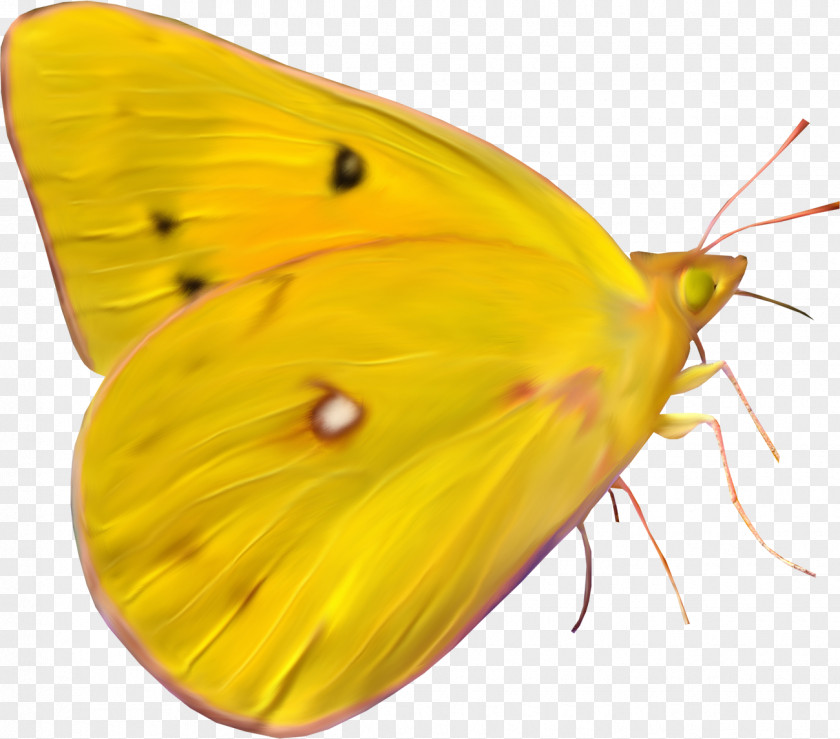 Yellow Butterfly Monarch Paper Clip Art PNG