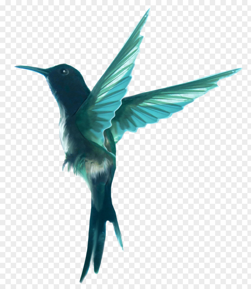 DeviantArt Stock Photography Hummingbird M PNG