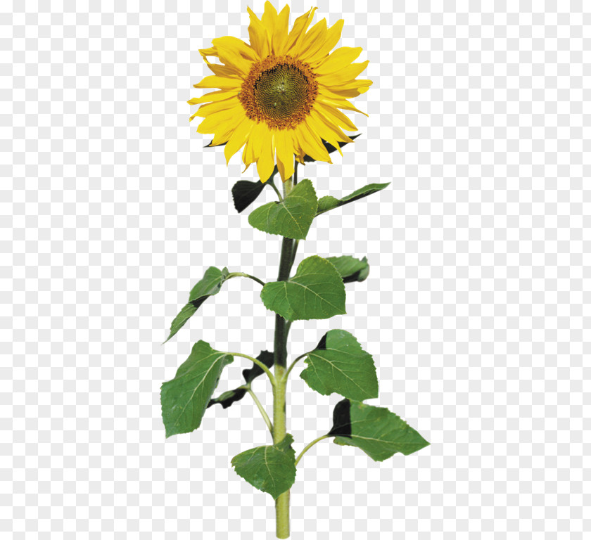 Sunflower Common Seed Clip Art PNG