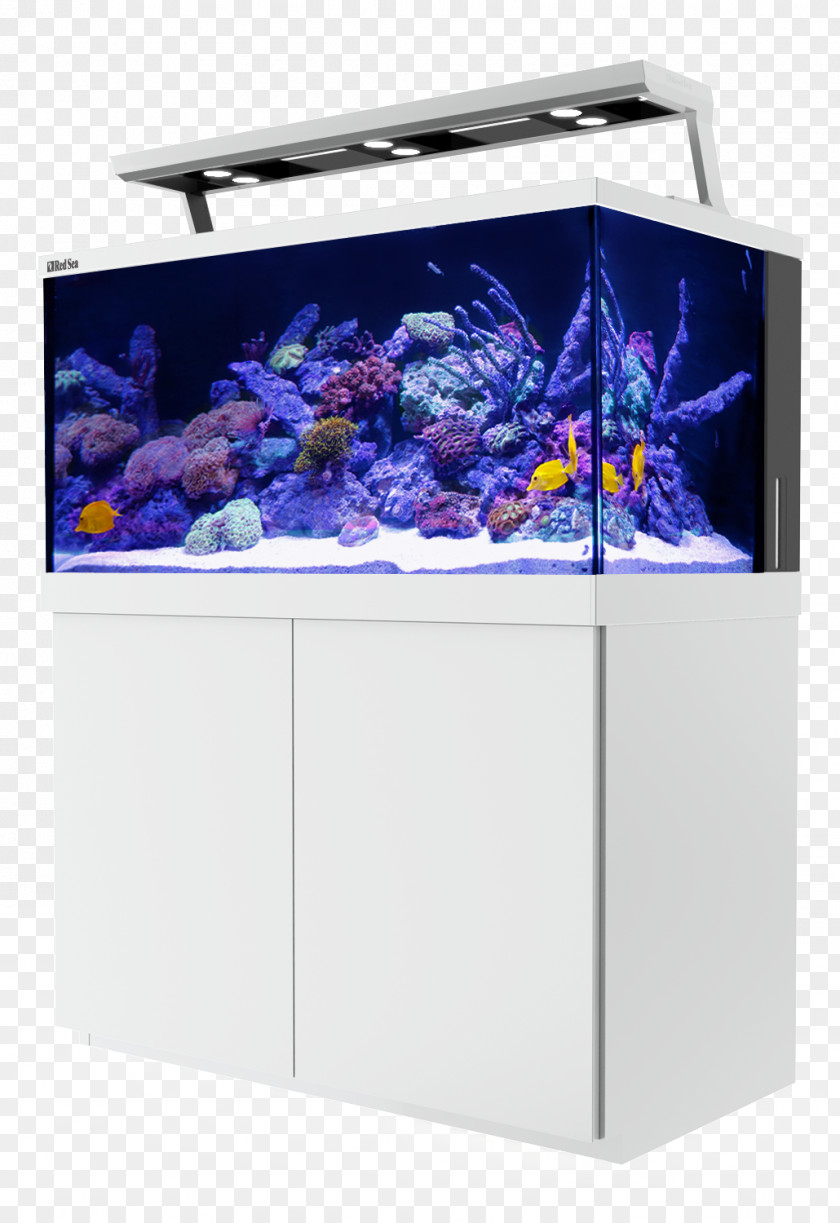 Undersea Reef Aquarium Light Coral PNG