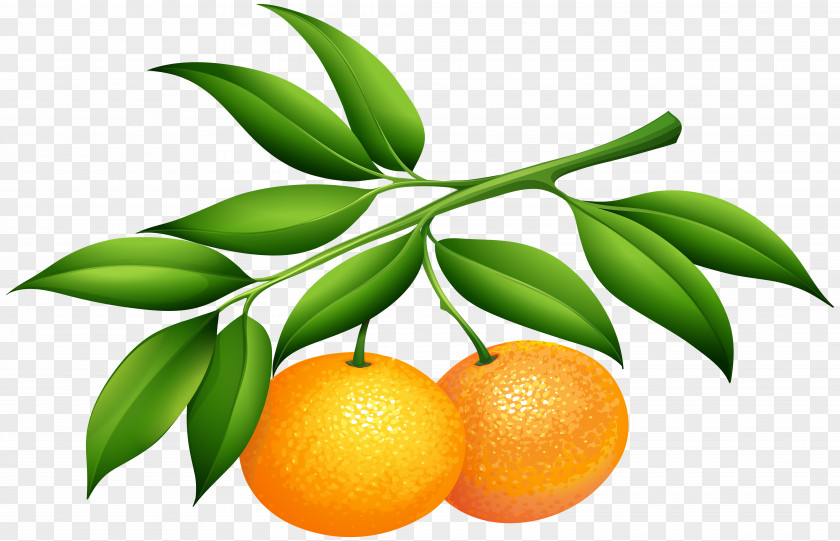 Tangerines Clip Art Image Soft Drink Lemonsoda Tangerine PNG