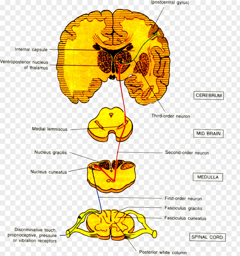 Brain Withdrawal Reflex Neuron Afferent Nerve Fiber PNG