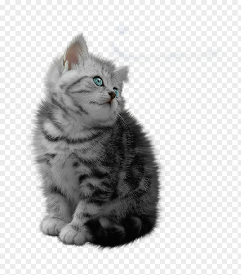 Cats Cat Sklep Zoologiczny, KARMAR Hurt-Detal Animation PNG