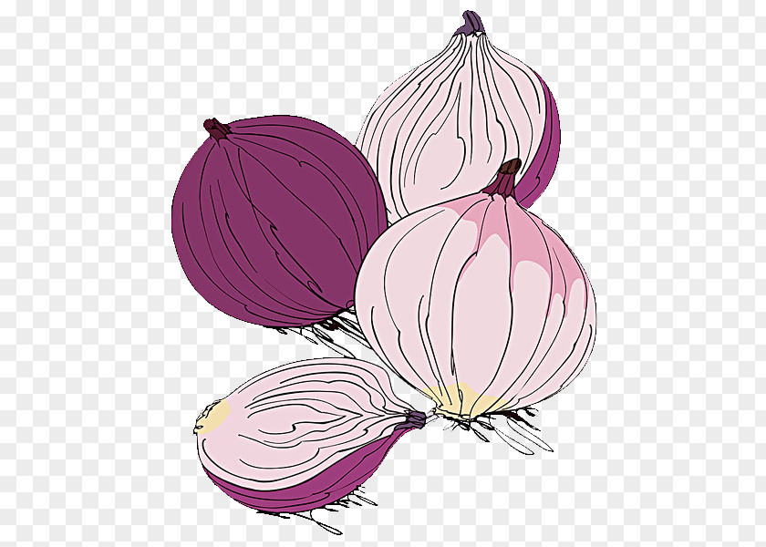 Onion Illustration Red Potato Vegetable PNG