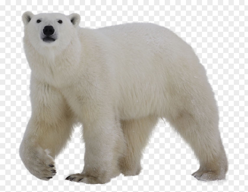 Bear Polar Clip Art PNG