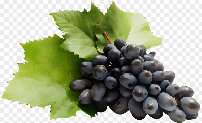 Blueberry Superfood Grape Leaves Grapevine Family Fruit Plant PNG