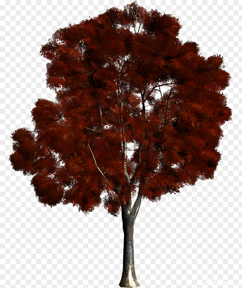 Green Trees Tree Woody Plant Forest Branch PNG