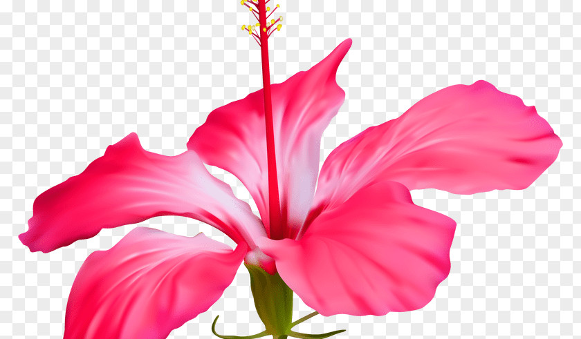 Red Hibiscus Flower Shoeblackplant Clip Art PNG