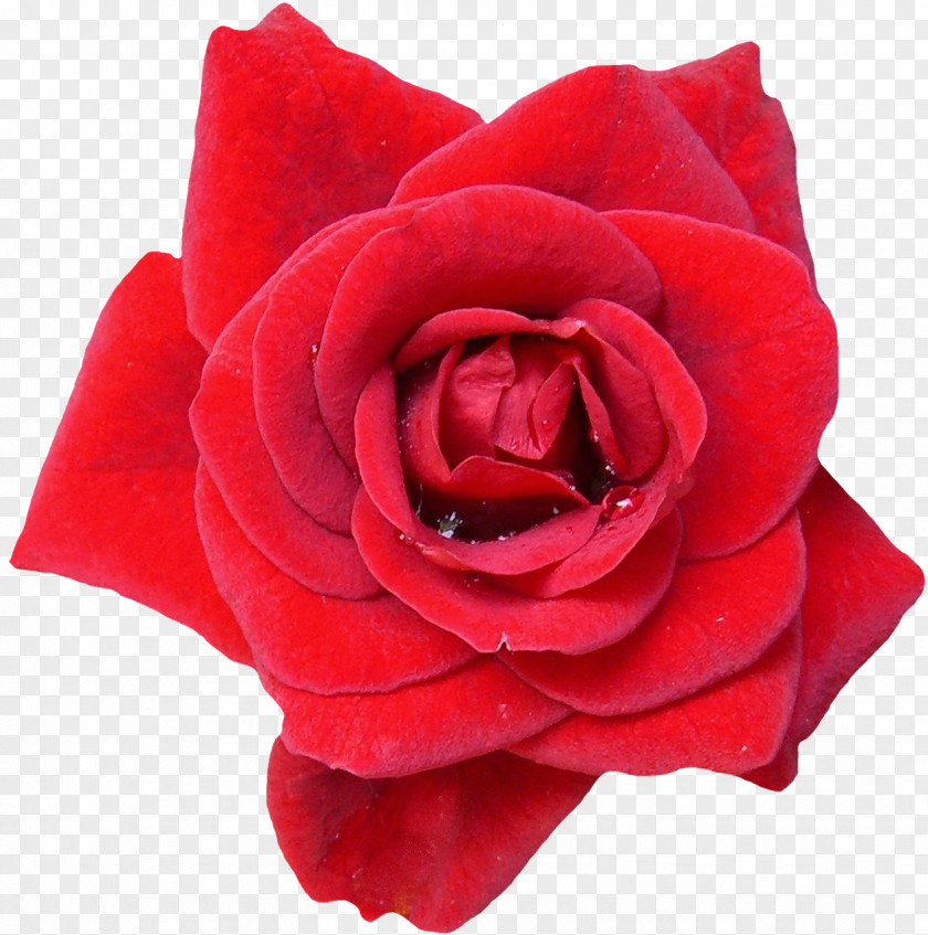 Rose Garden Roses Flower Blue Red PNG