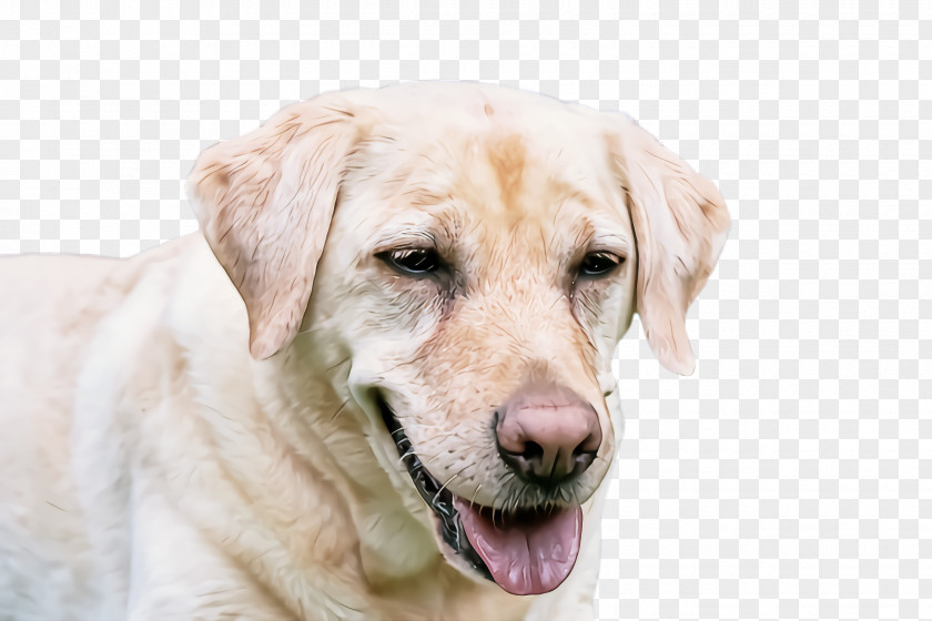 Sporting Group Nose Dog Labrador Retriever PNG