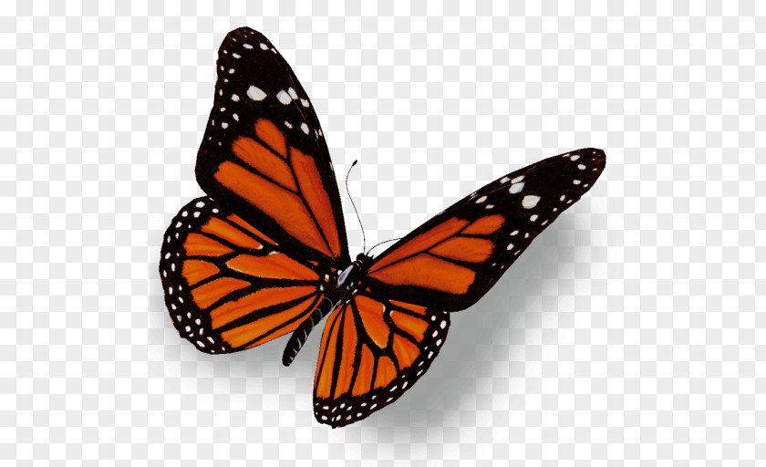 Butterfly The Monarch Insect Clip Art PNG