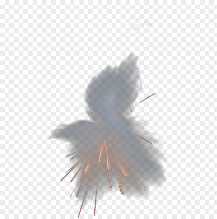 Explosion Wing Feather Beak Wallpaper PNG