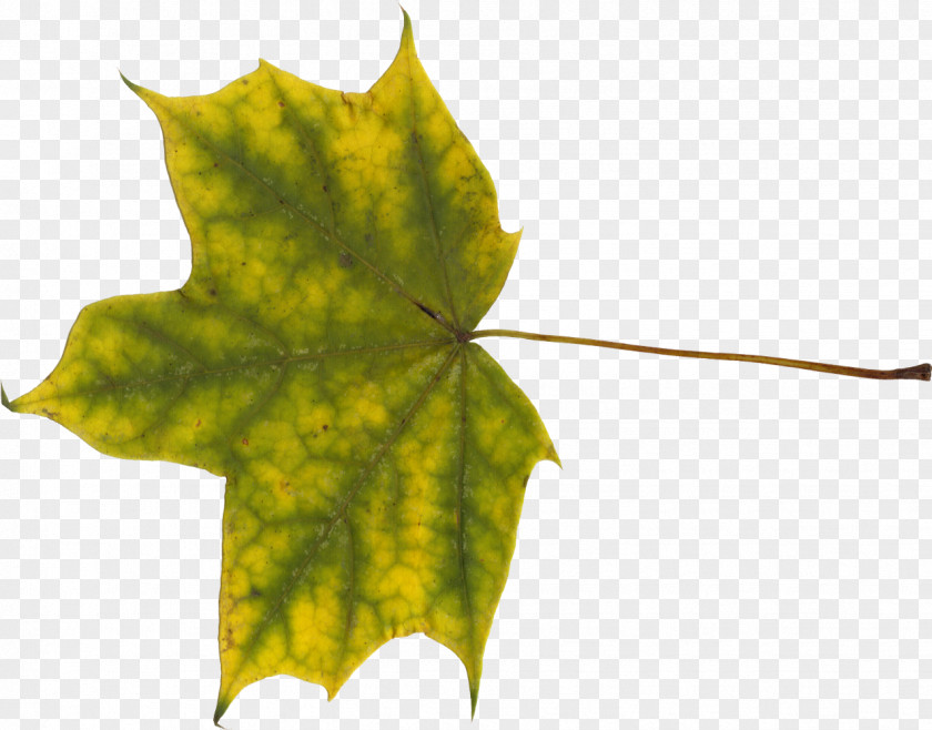 Leaf Canada Maple Clip Art PNG