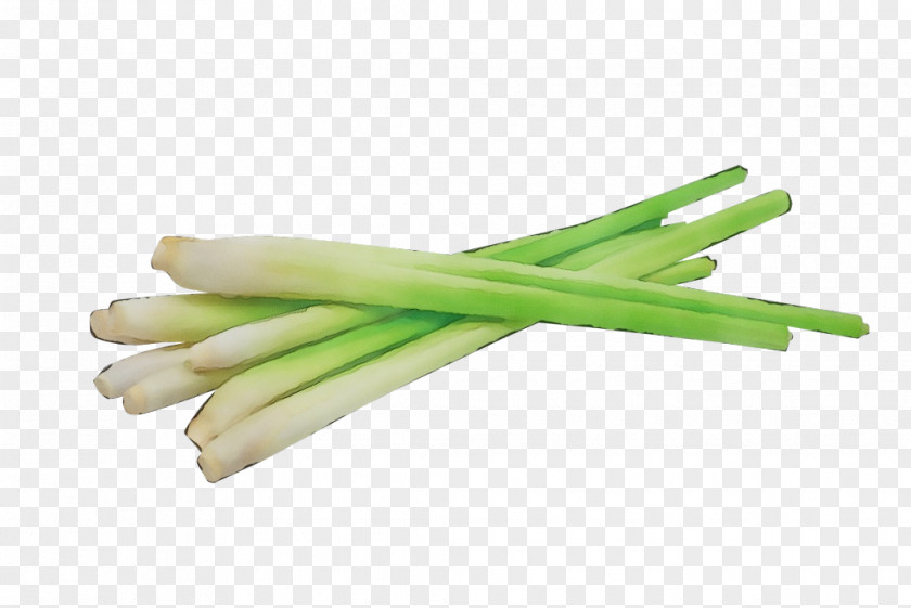 Leek Welsh Onion Watercolor Plant PNG