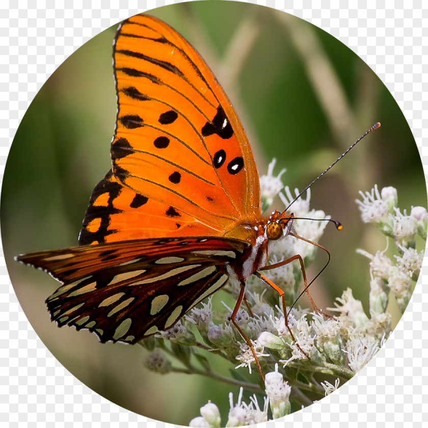 Sarah Vegetables Butterfly Insect Wing Gulf Fritillary Eating PNG