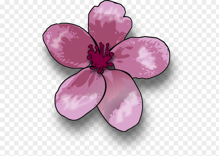 BLOSSOM Drawing Blossom Apple Clip Art PNG