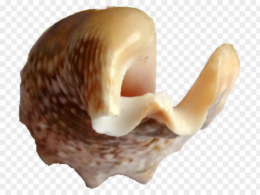 Seashell Conchology Sea Snail PNG