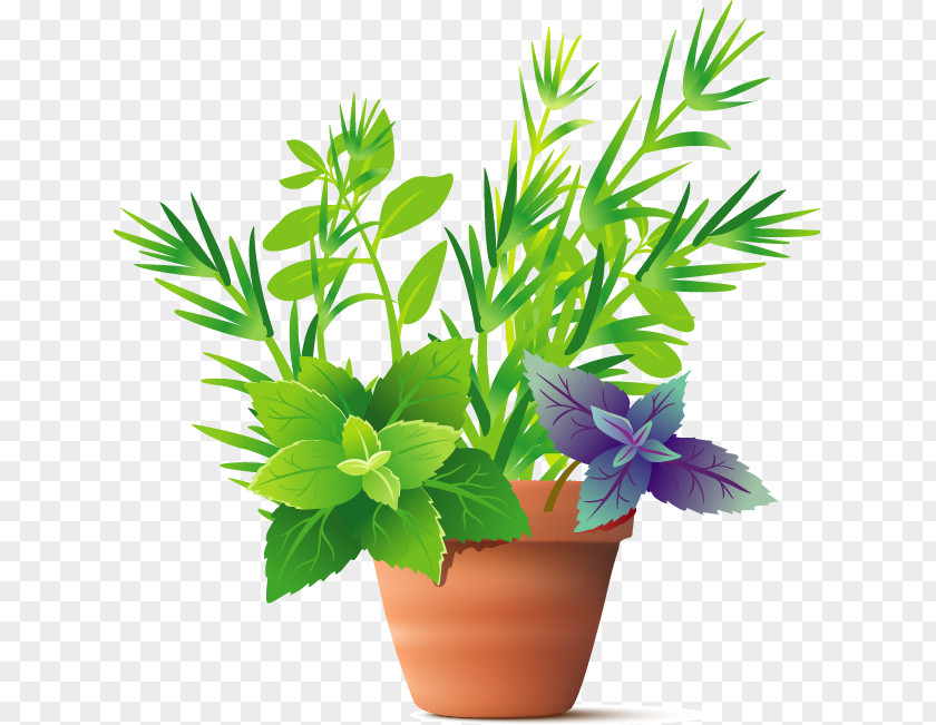 Vector Floral Patterns Herb Plant Spice Basil PNG