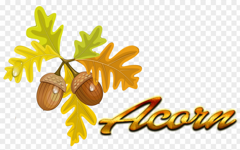 Acorn Autumn Leaf Color Quercus Cerris Clip Art PNG